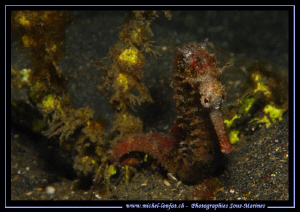 Sea Horse on the sand of Lembeh Strait... Que du bonheur.... by Michel Lonfat 